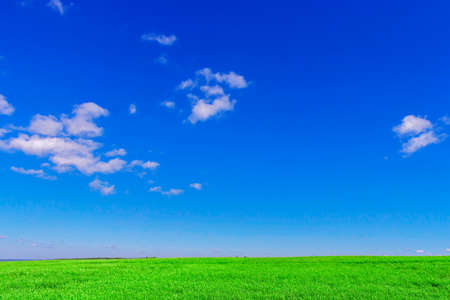 The boundless green wheat field and clouds in the sky