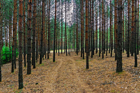 dirt road in the forest