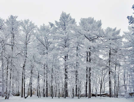 frozen trees in the park on a cold winter dayの写真素材