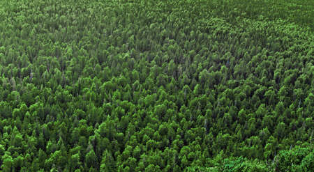 view of the forest from a height
