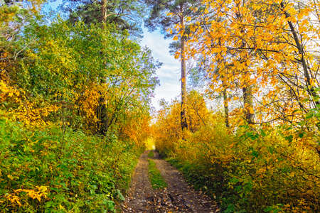 dirt road in the autumn forest on a sunny dayの写真素材
