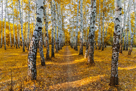 path in a birch grove on a sunny autumn dayの写真素材