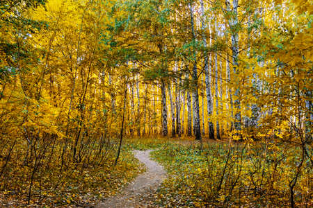 dirt road in the forest on a autumn day
