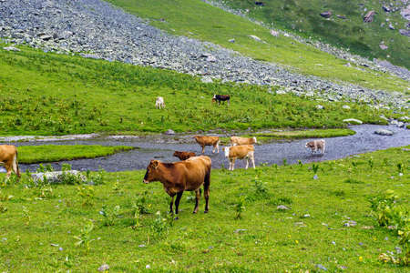 cows with calves in a meadow in the highlandsの写真素材