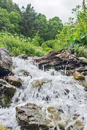 stream flows over stones among the dense grassの写真素材