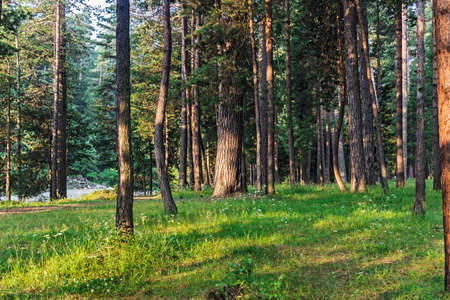 Sunbeams illuminate a beautiful pine forest in the early morning
