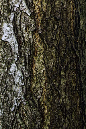 Texture closeup of a rough bark of a tree trunkの写真素材