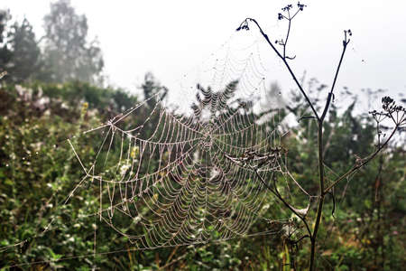 Spider web with dew drops on the grass on a fog backgroundの写真素材