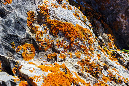Close-up of a stone covered with orange lichen in bright sunlightの写真素材