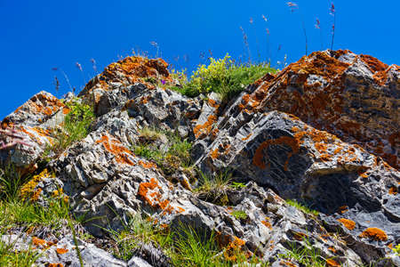 Close-up of a stone covered with orange lichen and various plants in bright sunlight