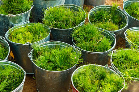 pine seedlings in tin buckets prepared for plantingの写真素材