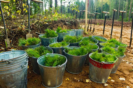 pine seedlings in tin buckets prepared for plantingの写真素材
