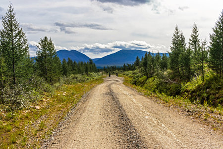 Dirt road through a coniferous forest to the mountains in the Subpolar Urals on a summer dayの写真素材