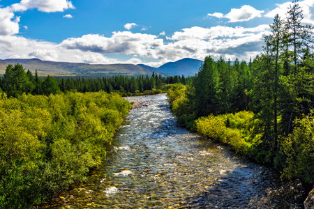 Beautiful north river in a forest area in the Subpolar Urals on a summer dayの写真素材