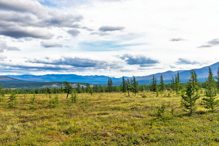 Subpolar tundra coniferous forest and distant mountain range in the Urals on a summer dayの写真素材