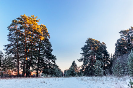 Landscape with pine trees on a on a frosty winter evening at sunsetの写真素材