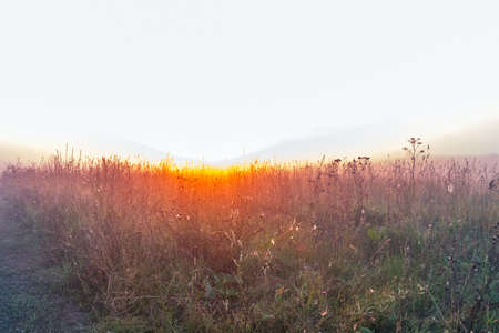 Pink dawn over a foggy field in an early summer morningの写真素材