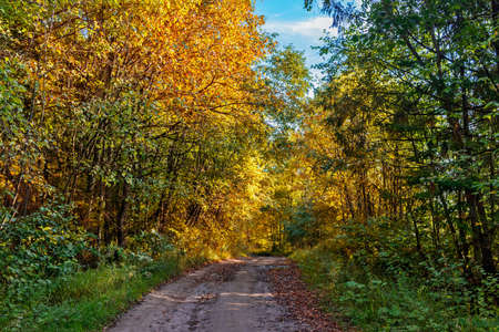 rural landscape with a path in the autumn forest