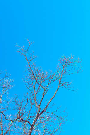 the frosty tree branches against blue sky