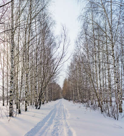 footpath in the birch alley on a gloomy winter dayの写真素材