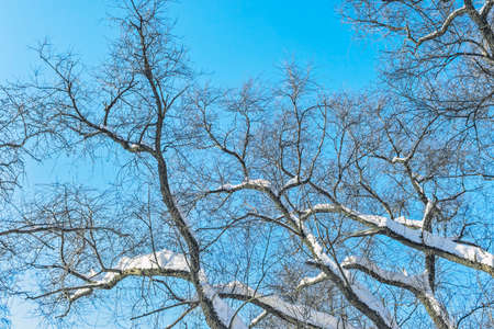 the snowy tree branches against blue skyの写真素材