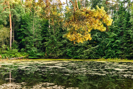 swampy lake in the middle of the forest a summer day