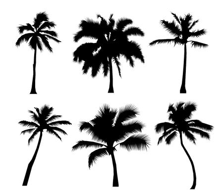 Set tropical palm trees, black silhouettes isolated on white background. Flat design  Illustrationの写真素材