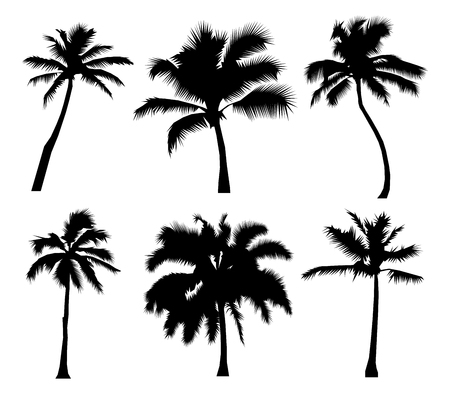 Palm tropical set of black silhouette coconut trees, natural sign, on white backgroundの写真素材
