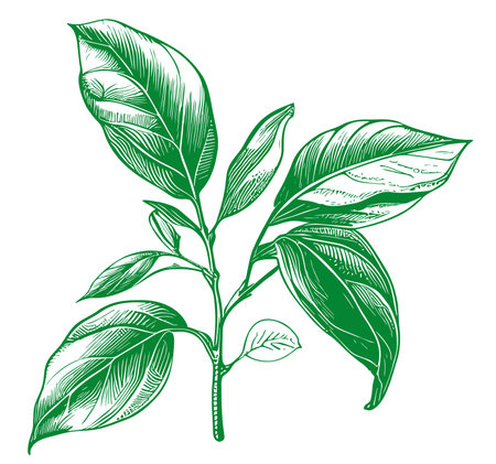 Tea leaf sketch hand drawn Vector illustration in doodle styleのイラスト素材