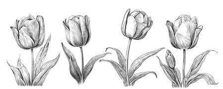 Set of tulips sketch hand drawn in doodle style Vector illustrationのイラスト素材