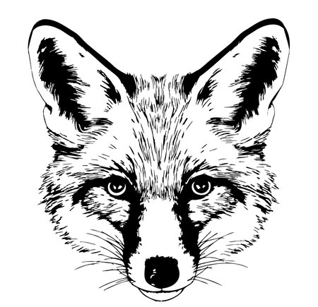 Fox head sketch hand drawn in doodle style Vector illustrationのイラスト素材