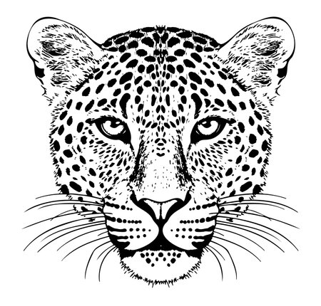 Leopard portrait hand drawn sketch Vector illustrationのイラスト素材
