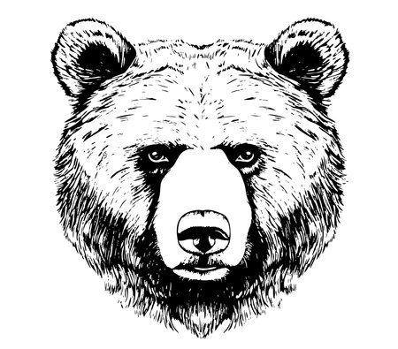 Bear face sketch hand drawn cartoon style Vector illustrationのイラスト素材