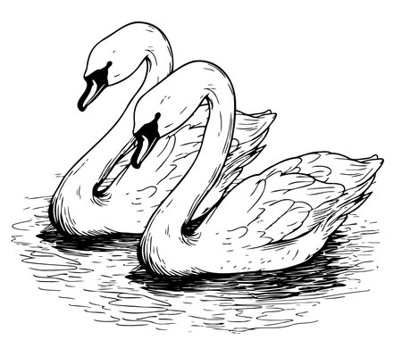 Swans swimming in the pond hand drawn sketch in doodle style Vector illustrationのイラスト素材