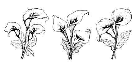 Lilies calla Set sketch hand drawn in doodle style Vector illustrationのイラスト素材
