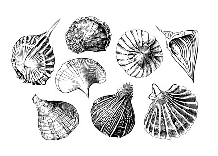 Seashells set hand drawn sketch vector illustration Sea animalsのイラスト素材