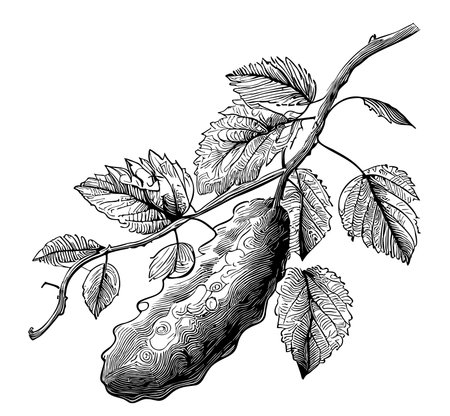 Cucumber on a branch hand drawn sketch in doodle style Vector illustrationのイラスト素材