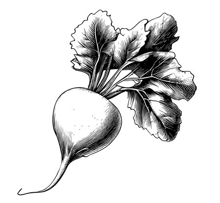 Radish vegetable sketch hand drawn in doodle style Vector illustrationのイラスト素材