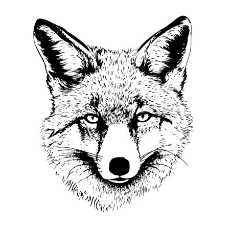 Wild fox head hand drawn sketch in doodle style Vector illustrationのイラスト素材