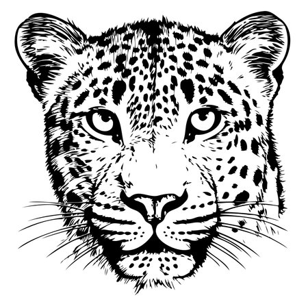 Leopard head sketch hand drawn Vector illustrationのイラスト素材