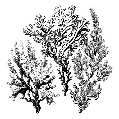 Corals sketch hand drawn in doodle style Vector illustrationのイラスト素材