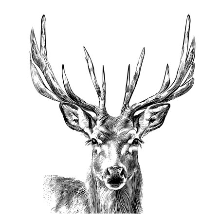 Deer face wild animal sketch hand drawn Vector illustrationのイラスト素材