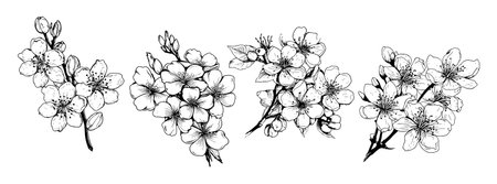 Cherry blossom set sketch hand drawn in comic style.Vector illustration Garden flowersのイラスト素材