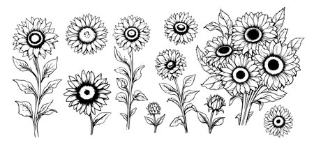 Sunflower set sketch hand drawn Vector illustration Wild flowersのイラスト素材