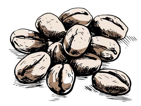 Coffee beans sketch hand drawn in doodle style Coffee brewing Vectorのイラスト素材