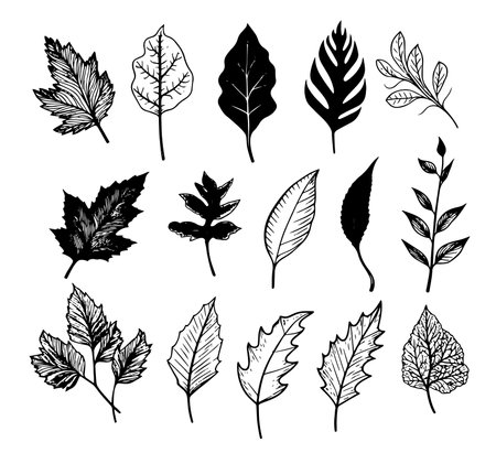 Set of leaves. Hand drawn decorative elements. Vector illustrationのイラスト素材