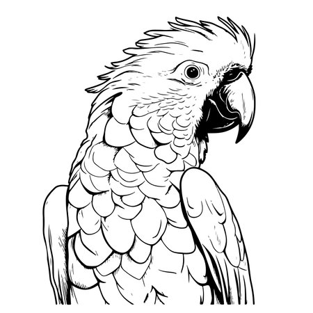 Cockatoo head line vector illustration isolated on white background .のイラスト素材