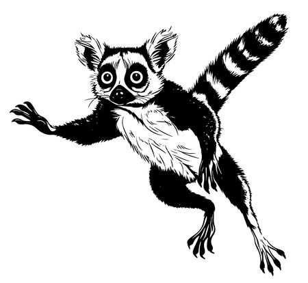 Lemur jumping ,Madagascar. Hand drawn illustration for tattoo design, emblem, badge, t-shirt print. Engraving of wild animal. Classic vintage style image.のイラスト素材