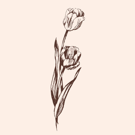 Tulip hand drawn illustrations line art flowersのイラスト素材