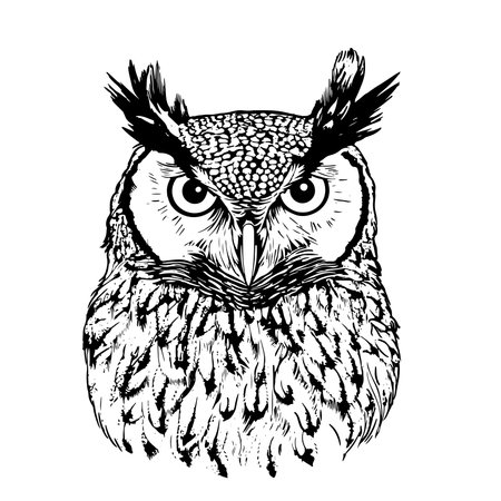 Hand Drawn Engraving Pen and Ink Owl Vintage Vectorのイラスト素材